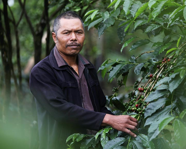 How I Ketut Jati Revolutionised Coffee Farming in Kintamani