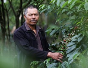 How I Ketut Jati Revolutionised Coffee Farming in Kintamani