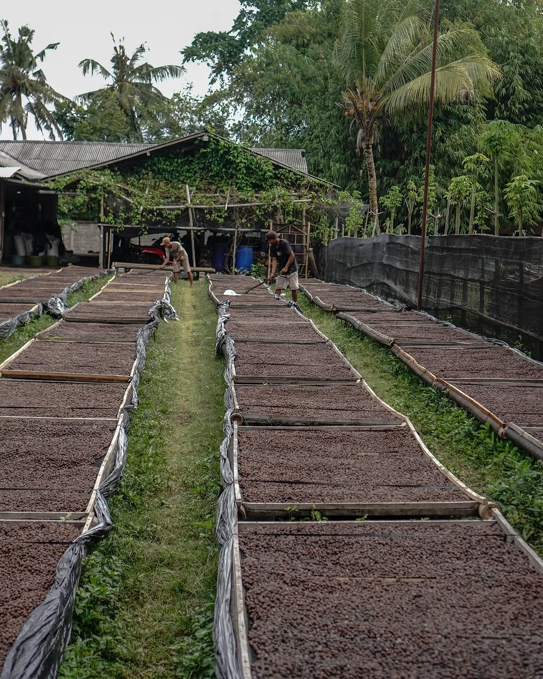 Keeping it Fresh: How We Get Green Beans from Indonesian Farms to Australian Roasters