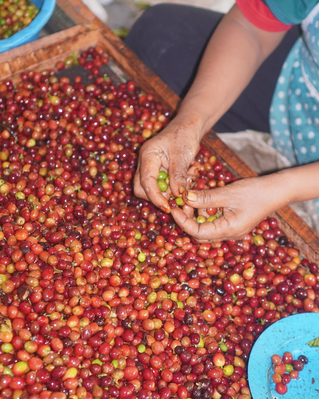 Why Indonesian Single Origin is the Next Essential for Australian Roasters