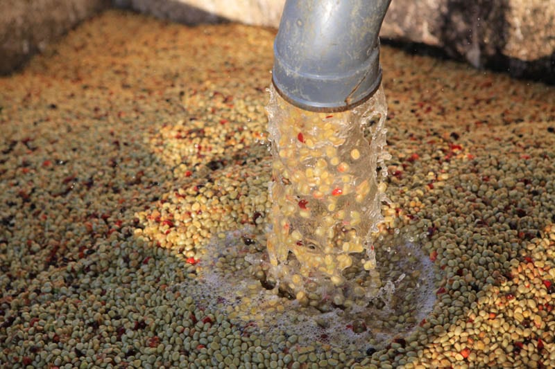 Understanding Wet-Hulled Coffee: Indonesia’s Unique "Giling Basah" Process